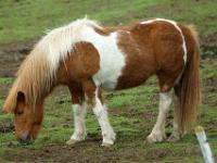 Zotteliges Islandpferd, gescheckt